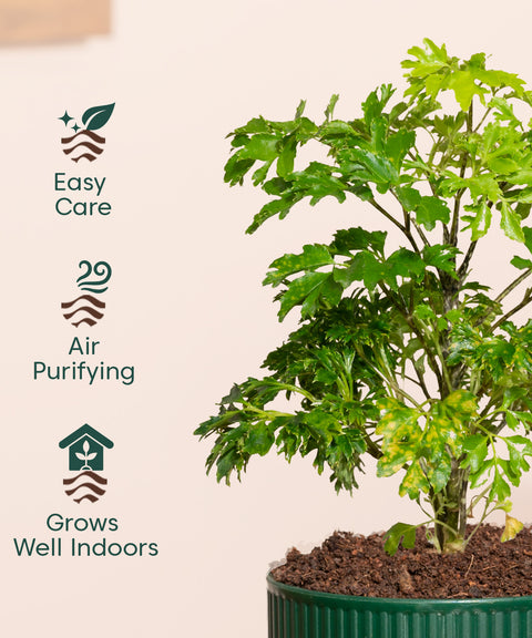 Aralia Green Plant With Mylo Planter