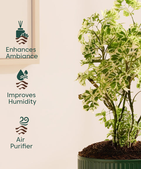 Aralia Variegated Green Plant With Mylo Planter BYOB