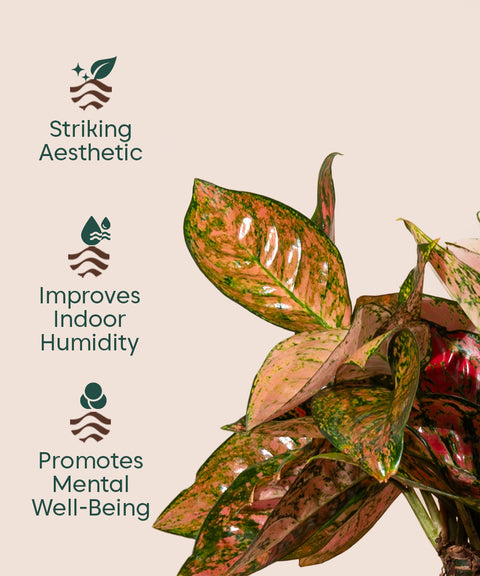 Aglaonema Valentine with Metal Self Watering Pot