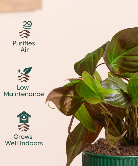 Philodendron Micans Plant With Mylo planter