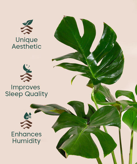 monstera deliciosa watering schedule Monstera Deliciosa with Metal Self Watering Pot – Kyari.co