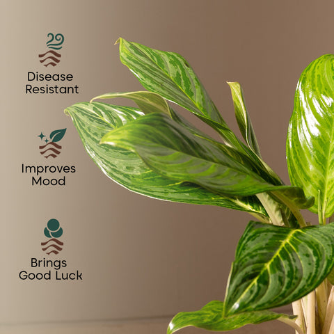 Aglaonema Ice Plant with Zen Planter