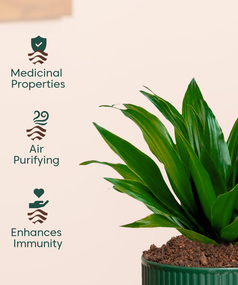 Dracaena Compacta Plant With Mylo Planter