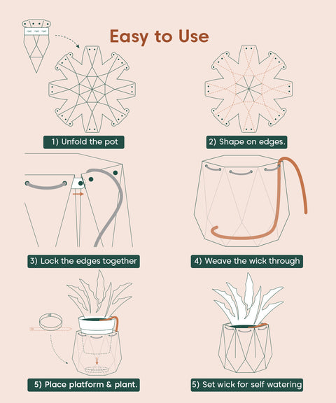 Song Of India Plant With Repot