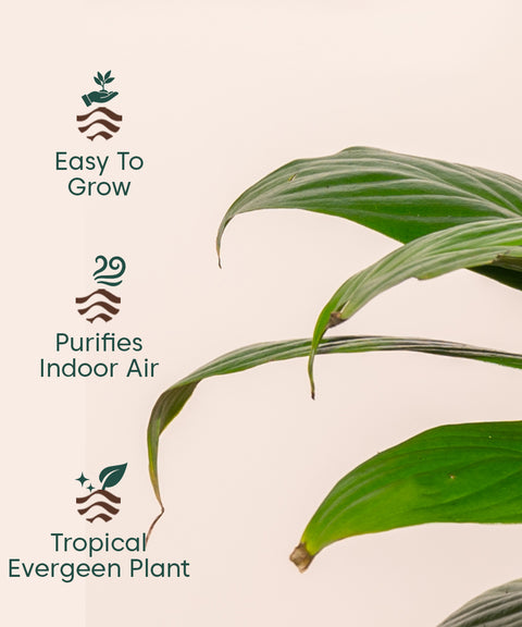 Peace Lily Plant With Self Watering Pot