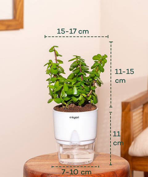 Set of 3 - Aglaonema Snow White, Rhoeo Tricolor & Lucky Jade Plant