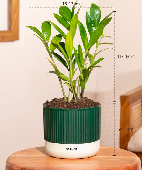 Set of 4 Mylo -Zamia Green, Aralia Green, Peace Lily, Golden Money