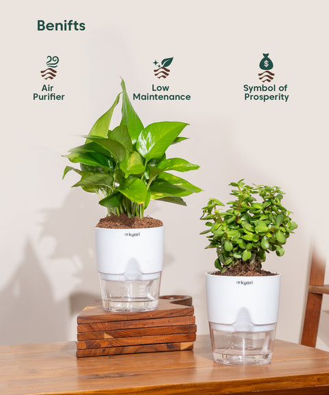 jade bamboo plant Buy Lucky Bamboo Plant For Good Forture & Wealth – Kyari.co