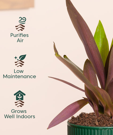 Rhoeo Tricolor Plant With Mylo Planter