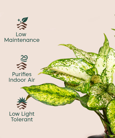Aglaonema Snow White with Metal Self Watering Pot