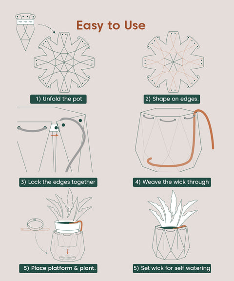 Golden Hahnii Snake Plant With Repot