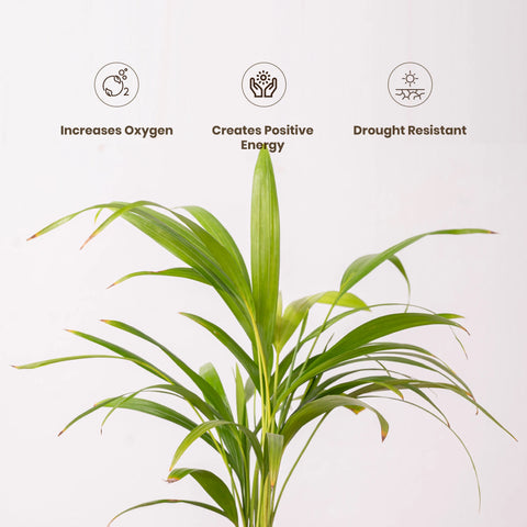 Areca Palm Plant - BYOB