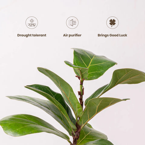 Fiddle Fig Plant