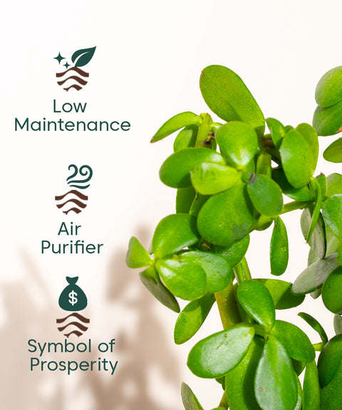 is jade plant air purifier Shop Lucky Indoor Jade Plant (Crassula Ovata)-Jade Tree – Kyari.co