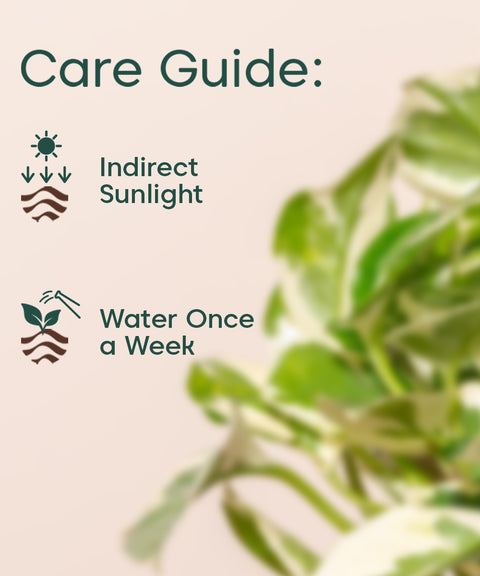 money tree watering instructions Buy Money Plant N'Joy Online