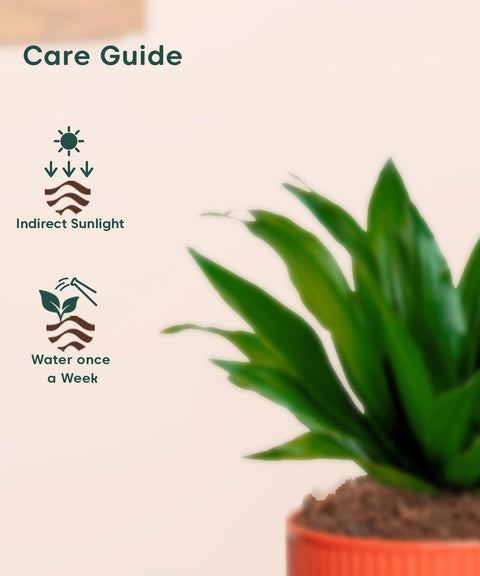 dracaena compacta care Dracaena Compacta Plant With Mylo Planter