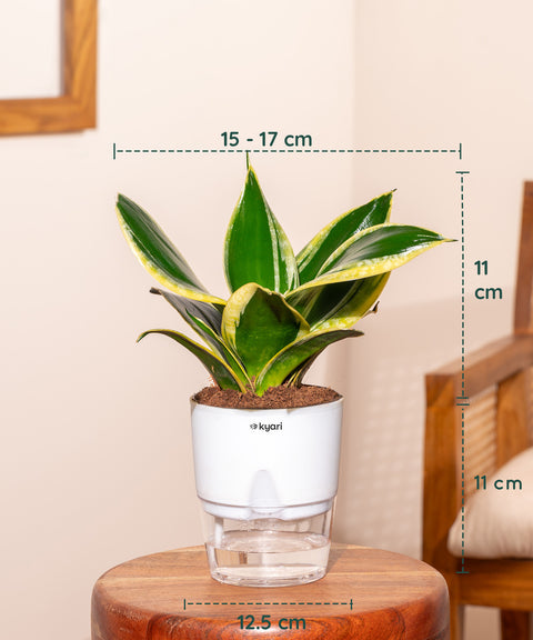 Set of 4 - Peperomia Green, Lucky Jade, Golden Hahnii Snake & Money Variegated Plant