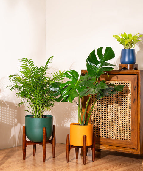 monstera deliciosa self watering pot Monstera Deliciosa with Metal Self Watering Pot