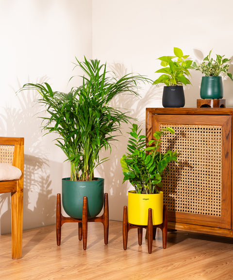 Areca Palm Plant With Self Watering Pot