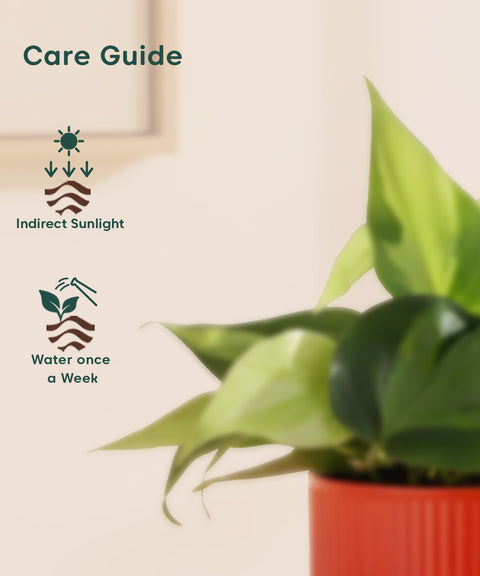 philodendron oxycardium care Philodendron Oxycardium Variegated Plant With Mylo Planter