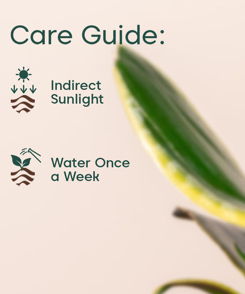 Golden Hahnii Snake Plant BYOB Exclusive