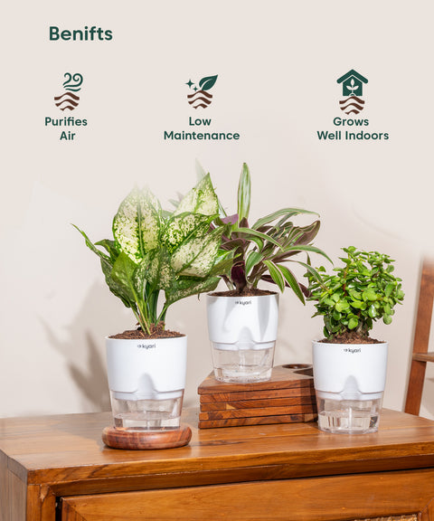 Set of 3 - Aglaonema Snow White, Rhoeo Tricolor & Lucky Jade Plant