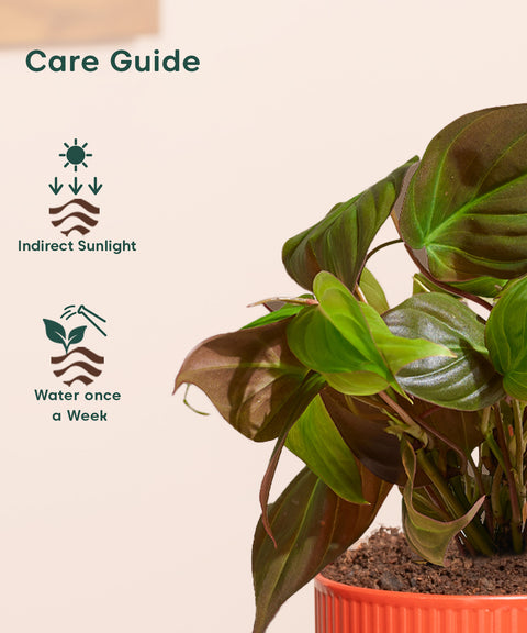 Philodendron Micans Plant With Mylo planter