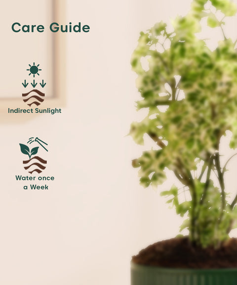 Aralia Variegated Green Plant With Mylo Planter BYOB