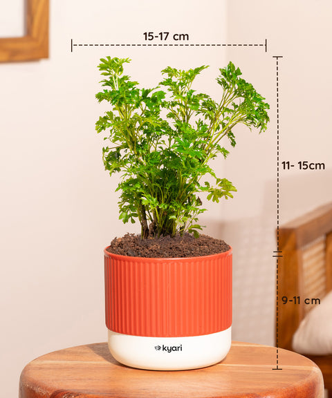 Set of 4 Mylo -Zamia Green, Aralia Green, Peace Lily, Golden Money