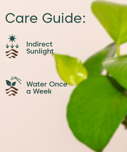 money plant direct sunlight Golden Money Plant Online
