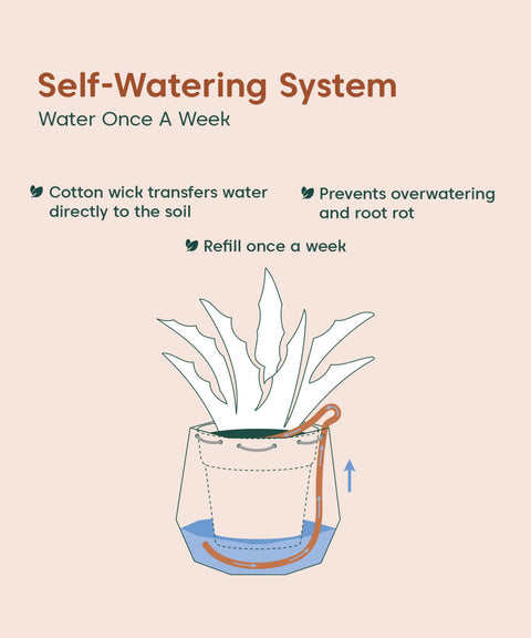 Aglaonema Snow White Plant With Self Watering Pot