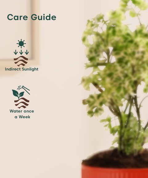 Aralia Variegated Green Plant With Mylo Planter BYOB