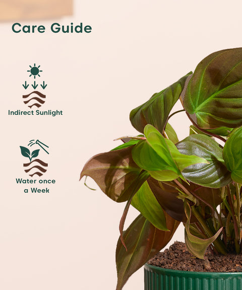 Philodendron Micans Plant With Mylo planter