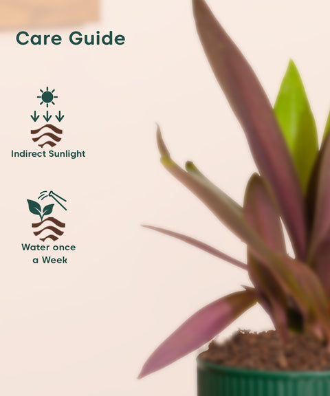 Rhoeo Tricolor Plant With Mylo Planter