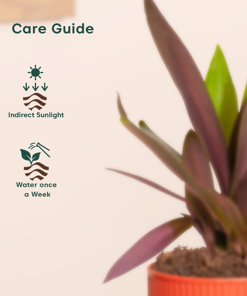 Rhoeo Tricolor Plant With Mylo Planter