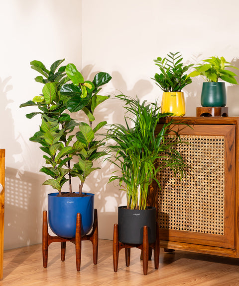 Areca Palm Plant With Self Watering Pot