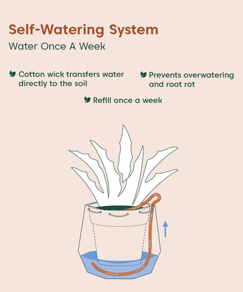 Money Variegated Plant With Repot