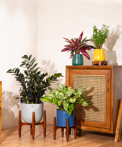 Aglaonema Snow White with Metal Self Watering Pot