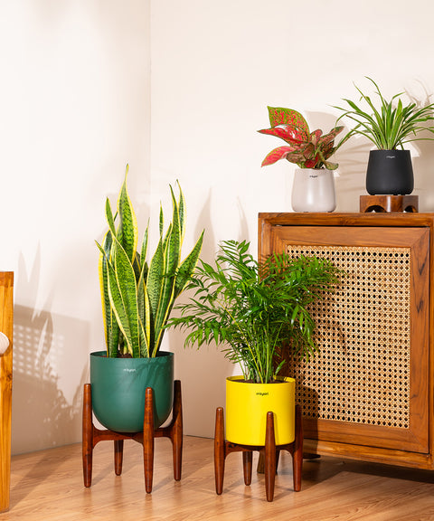 Bamboo Palm Plant with Large Metal Self Watering Pot