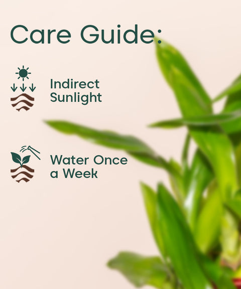 instructions lucky bamboo care Lucky Bamboo