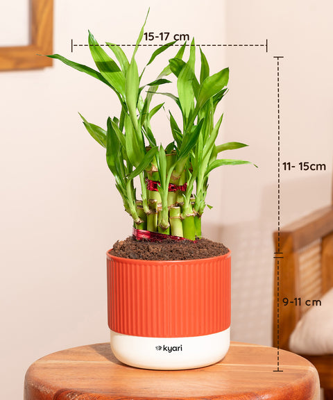 Set of 4 Mylo -Lucky Bamboo, Money Variegated, Golden Money, Aglaonema Lipstick