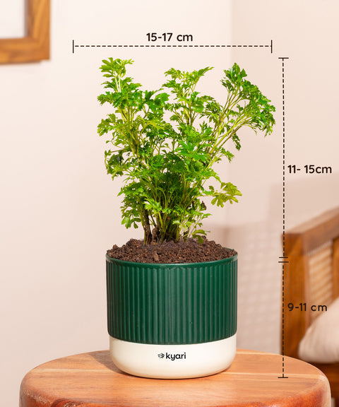 Set of 4 Mylo -Zamia Green, Aralia Green, Peace Lily, Golden Money