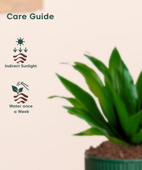 Dracaena Compacta Plant With Mylo Planter