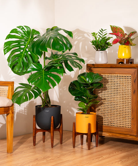 Monstera Deliciosa with Metal Self Watering Pot – Kyari.co