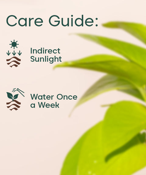 Golden Money Plant - BYOB Exclusive