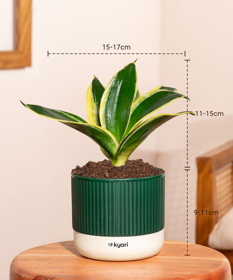 Set of 5 Mylo -Lucky Jade, Money Variegated, Peace Lily, Golden Hahnii Snake, Aglaonema Lipstick