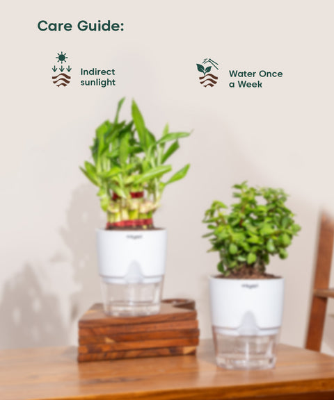 sunlight for jade plant Shop Lucky Indoor Jade Plant (Crassula Ovata)-Jade Tree – Kyari.co