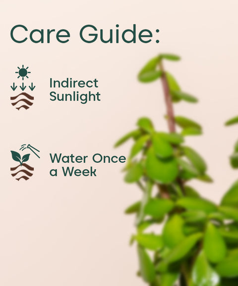 Lucky jade plant with self watering pot - BYOB