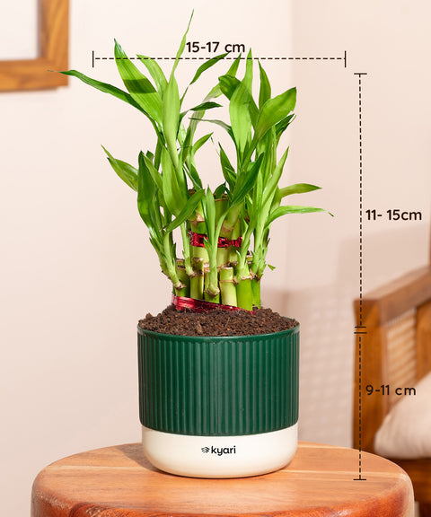 Set of 4 Mylo -Lucky Bamboo, Money Variegated, Golden Money, Aglaonema Lipstick