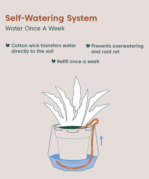 Money Variegated Plant With Repot